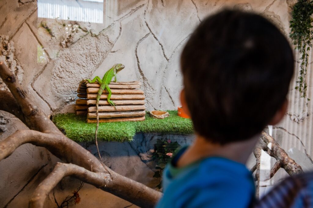 Reptile Room